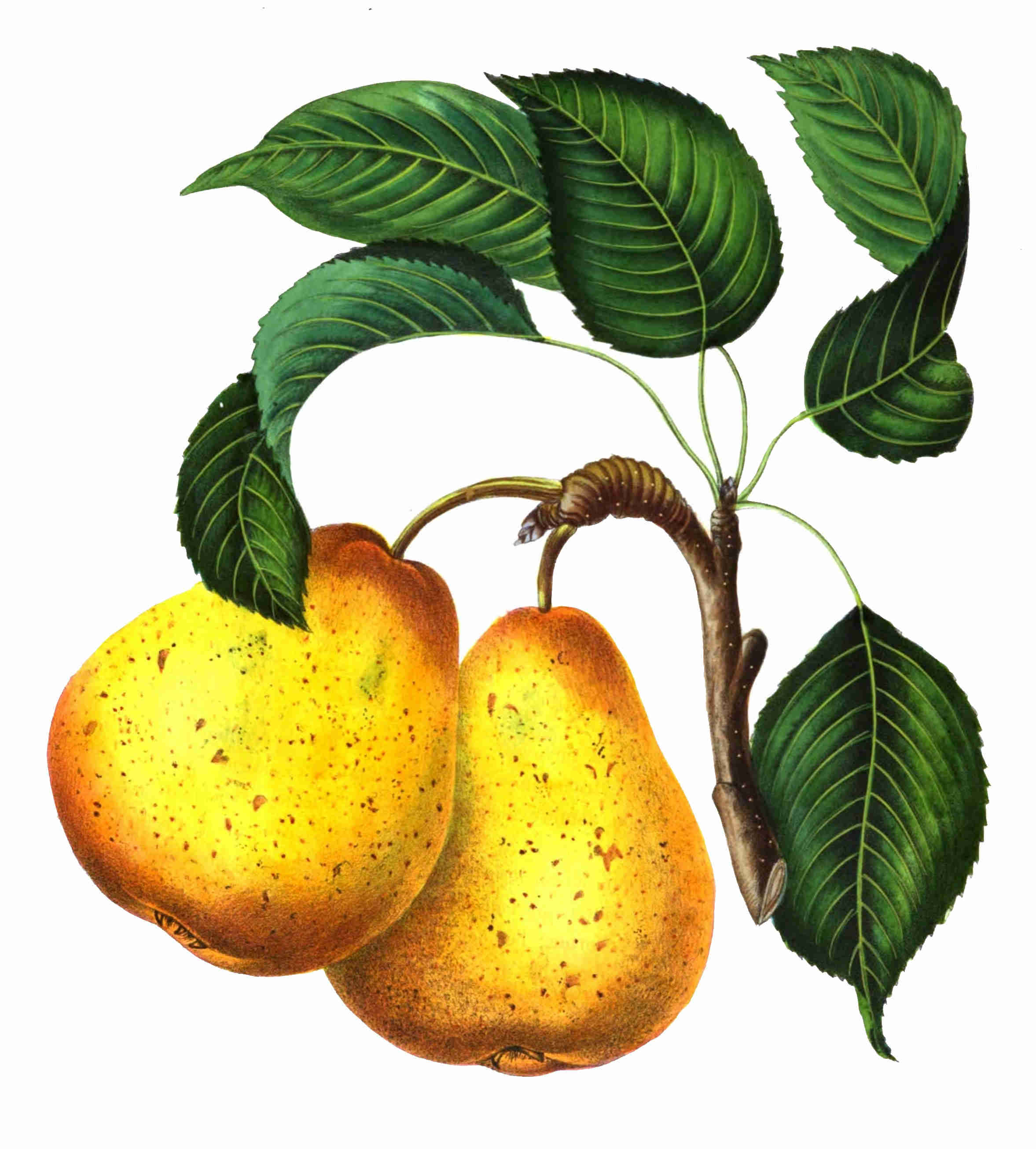 poire theodore van mons